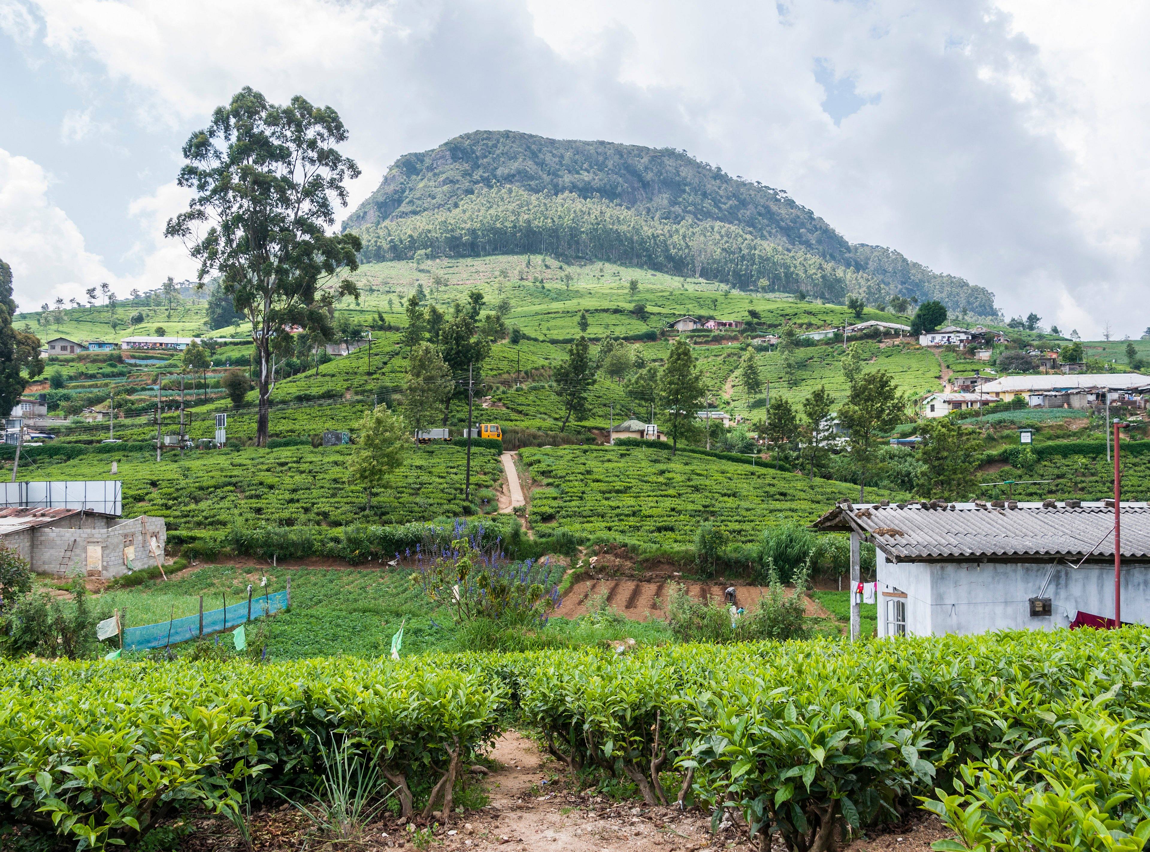 Tour Crystal Sri Lanka (with Pasikudah) - 11 days/10 nights private tour with Italian speaking guide — 16